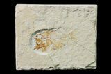 Cretaceous Fossil Fish (Stichocentrus) - Lebanon #162732-1